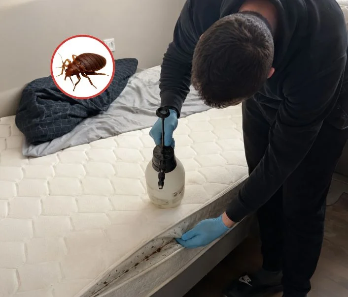 Technicien traitant un matelas contre les punaises de lit à Évry-Grégy-sur-Yerre